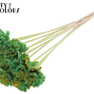 QC Shola Houten Karnish Bloem op stok | Kleur: Gespetterd Mintgroen Geel | Shola Karnish Flower Bijsteker | Diameter bloem 6 centimeter | Lengte bijsteker ± 50 centimeter | 10 bijstekers per bos