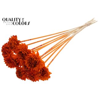 QC Shola Zinnia Bloem op stok | Kleur: Meerkleurig Gespetterd Oranje Rood | Shola Zinia | Diameter 6 centimeter | Lengte ± 50 centimeter | 10 bijstekers per bos | Per bos