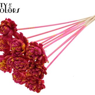 QC Shola Wooden Rose on Stem | Colour: Speckled Cherry Yellow | Shola New Beauty Rose Pick | Rose Diameter 6 centimetres | Pick Length ± 50 centimetres | 10 picks per bunch