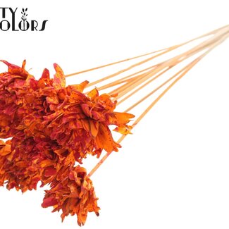 QC Shola Kiefernholz Blume auf Stiel | Farbe: Mehrfarbig Gesprenkelt Orange Rot | Shola Slice Pine Stecker | Durchmesser Blume 6 Zentimeter | Länge Stecker ± 50 Zentimeter | 10 Stecker pro Bund