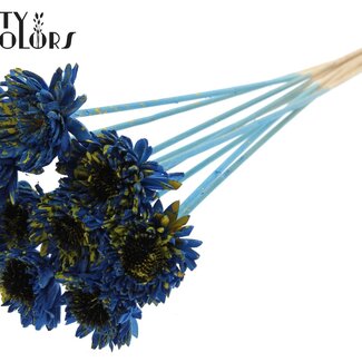 QC Shola Gänseblümchen Sonnenblume am Stiel | Kleur: Gesprenkeltes Blau Gelb | Shola Gänseblümchen Sonnenblume | Durchmesser 6 centimeter | Länge ± 50 centimeter | 10 Bei-Stecker pro Bund | Pro Bund