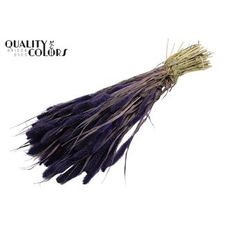 QC Gedroogde Setaria | Kleur: Paars | Setarea Droogbloemen | Lengte ± 70 centimeter | Gewicht 210 gram | Per bos
