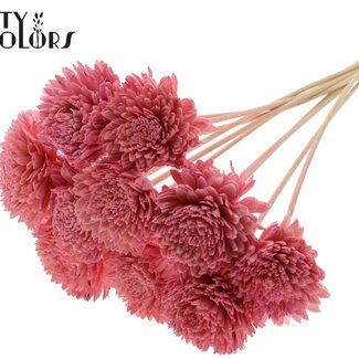 QC Shola Wooden Zinnia on a stick | Colour: Light Pink | Shola Zinnia Flower Stick | Flower diameter 8 centimetres | Stick length ± 50 centimetres | 10 sticks per bunch
