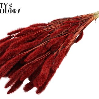 QC Gedroogde Setaria | Kleur: Rood | Setarea Droogbloemen | Lengte ± 70 centimeter | Gewicht 210 gram | Per bos