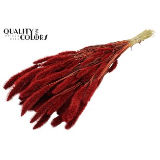 QC Gedroogde Setaria | Kleur: Rood | Setarea Droogbloemen | Lengte ± 70 centimeter | Gewicht 210 gram | Per bos