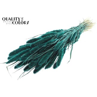 QC Gedroogde Setaria | Kleur: Turquoise | Setarea Droogbloemen | Lengte ± 70 centimeter | Gewicht 210 gram | Per bos