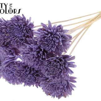 QC Shola Houten Zinnia sur tige | Couleur : Lait mauve | Shola Zinia Piquet | Diamètre de la fleur 8 centimètres | Longueur du piquet ± 50 centimètres | 10 piquets par bouquet