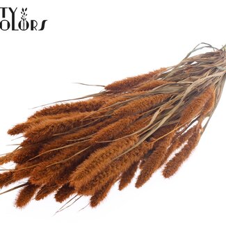 QC Gedroogde Setaria | Kleur: Terracotta | Setarea Droogbloemen | Lengte ± 70 centimeter | Gewicht 210 gram | Per bos