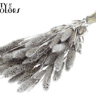 QC Setaria séchée | Couleur : Platine avec paillettes | Fleurs séchées Setaria | Longueur ± 70 centimètres | Poids 210 grammes | Par bouquet