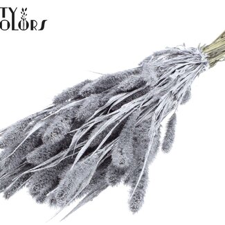 QC Getrocknete Setaria | Farbe: Silberfarben mit Glitzer | Setaria Trockenblumen | Länge ± 70 Zentimeter | Gewicht 210 Gramm | Pro Bund