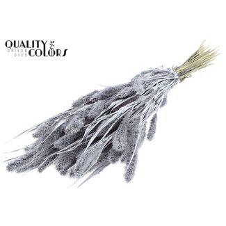 QC Dried Setaria | Colour: Silver with Glitter | Setaria Dried Flowers | Length ± 70 centimetres | Weight 210 grams | Per bunch