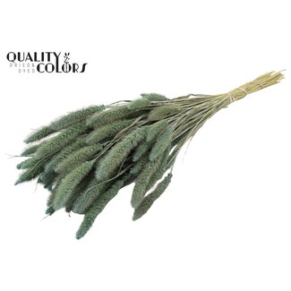 QC Gedroogde Setaria | Kleur: Frosted Lichtblauw | Setarea Droogbloemen | Lengte ± 70 centimeter | Gewicht 210 gram | Per bos