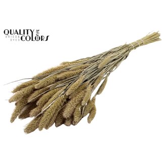 QC Gedroogde Setaria | Kleur: Frosted Wit | Setarea Droogbloemen | Lengte ± 70 centimeter | Gewicht 210 gram | Per bos