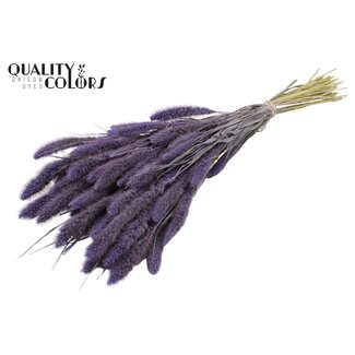 QC Gedroogde Setaria | Kleur: Frosted Milkapaars | Setarea Droogbloemen | Lengte ± 70 centimeter | Gewicht 210 gram | Per bos