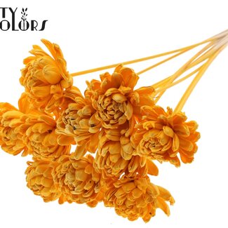 QC Shola Wooden Rose on Stem | Colour: Apricot | Shola New Beauty Rose Stake | Rose Diameter 8 centimetres | Stake Length ± 50 centimetres | 10 stakes per bunch