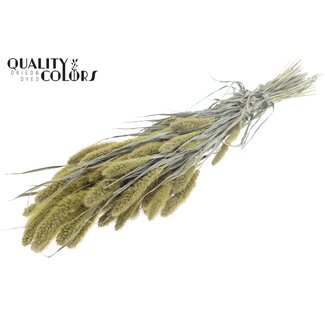 QC Dried Setaria | Colour: Frosted Light Yellow | Setaria Dried Flowers | Length ± 70 centimetres | Weight 210 grams | Per bunch