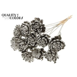 QC Shola Rose am Stiel | Farbe: platinfarben | Shola New Beauty Rose | Durchmesser 8 centimeter | Länge ± 50 centimeter | 10 Blumenstecker pro Bund | Pro Bund