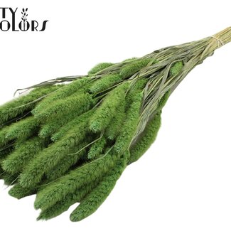 QC Gedroogde Setaria | Kleur: Frosted Mintgroen | Setarea Droogbloemen | Lengte ± 70 centimeter | Gewicht 210 gram | Per bos