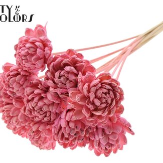 QC Shola Roos op stok | Kleur: Lichtroze | Shola New Beauty Rose | Diameter 8 centimeter | Lengte ± 50 centimeter | 10 bijstekers per bos | Per bos