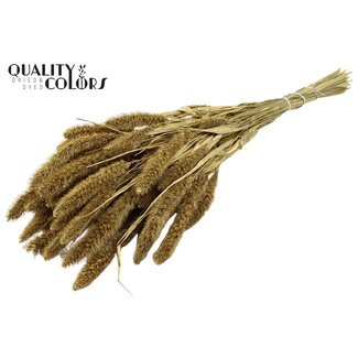 QC Gedroogde Setaria | Kleur: Goudkleurig | Setarea Droogbloemen | Lengte ± 70 centimeter | Gewicht 210 gram | Per bos