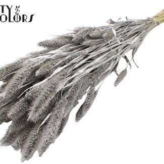 QC Dried Setaria | Colour: Silver | Setaria Dried Flowers | Length ± 70 centimetres | Weight 210 grams | Per bunch