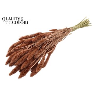 QC Dried Setaria | Colour: Copper | Setaria Dried Flowers | Length ± 70 centimetres | Weight 210 grams | Per bunch