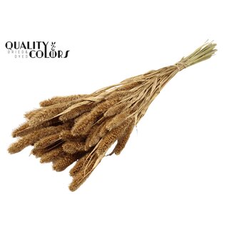 QC Gedroogde Setaria | Kleur: Antiek Goudkleurig | Setarea Droogbloemen | Lengte ± 70 centimeter | Gewicht 210 gram | Per bos