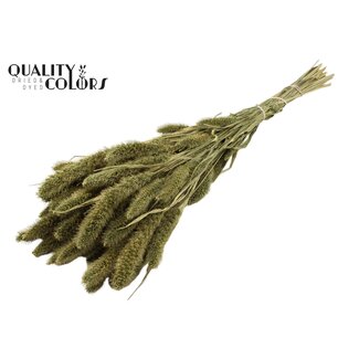 QC Gedroogde Setaria | Kleur: Antiek Groen | Setarea Droogbloemen | Lengte ± 70 centimeter | Gewicht 210 gram | Per bos