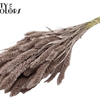 QC Dried Setaria | Colour: Champagne | Setaria Dried Flowers | Length ± 70 centimetres | Weight 210 grams | Per bunch