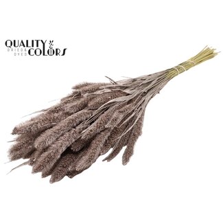 QC Gedroogde Setaria | Kleur: Champagnekleurig | Setarea Droogbloemen | Lengte ± 70 centimeter | Gewicht 210 gram | Per bos