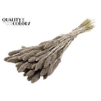 QC Gedroogde Setaria | Kleur: Platinakleurig | Setarea Droogbloemen | Lengte ± 70 centimeter | Gewicht 210 gram | Per bos