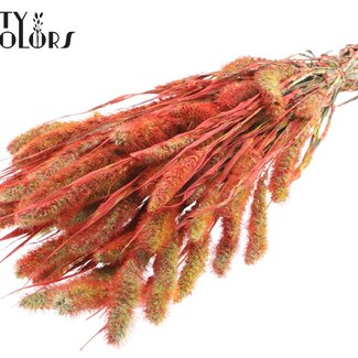 QC Dried Setaria | Colour: Multicoloured Red | Setaria Dried Flowers | Length ± 70 centimetres | Weight 210 grams | Per bunch