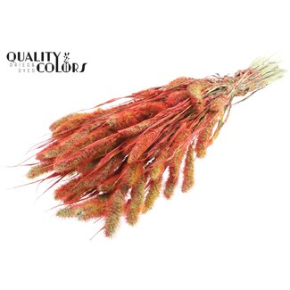 QC Gedroogde Setaria | Kleur: Meerkleurig Rood | Setarea Droogbloemen | Lengte ± 70 centimeter | Gewicht 210 gram | Per bos