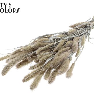 QC Setaria séchée | Couleur : Blanc Perle | Fleurs séchées Setaria | Longueur ± 70 centimètres | Poids 210 grammes | Par bouquet