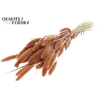 QC Dried Setaria | Colour: Pearl Orange | Setaria Dried Flowers | Length ± 70 centimetres | Weight 210 grams | Per bunch