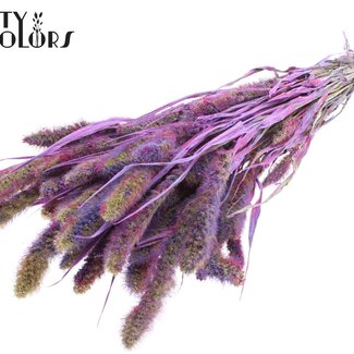 QC Gedroogde Setaria | Kleur: Meerkleurig Milkapaars | Setarea Droogbloemen | Lengte ± 70 centimeter | Gewicht 210 gram | Per bos