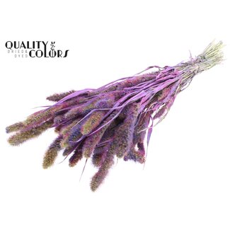 QC Dried Setaria | Colour: Multicoloured Milka Purple | Setaria Dried Flowers | Length ± 70 centimetres | Weight 210 grams | Per bunch