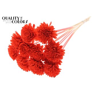 QC Shola Zinnia Bloem op stok | Kleur: Koraalkleurig | Shola Zinia | Diameter 8 centimeter | Lengte ± 50 centimeter | 10 bijstekers per bos | Per bos