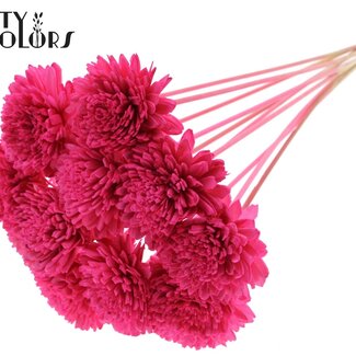 QC Shola Wooden Zinnia on stick | Colour: Cherry-coloured | Shola Zinnia Flower Stick | Flower diameter 8 centimetres | Stick length ± 50 centimetres | 10 sticks per bunch