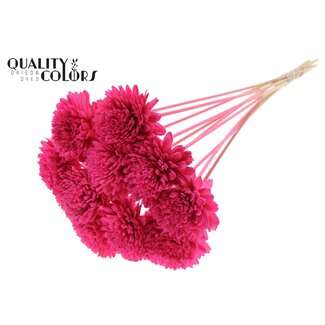 QC Shola Zinnia Fleur sur tige | Couleur : Cerise | Shola Zinia | Diamètre 8 centimeter | Longueur ± 50 centimeter | 10 piques supplémentaires par bouquet | Par bouquet