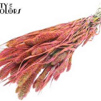 QC Gedroogde Setaria | Kleur: Meerkleurig Kerskleurig | Setarea Droogbloemen | Lengte ± 70 centimeter | Gewicht 210 gram | Per bos