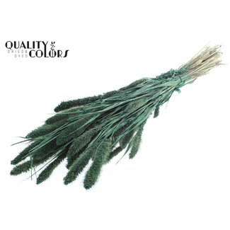 QC Dried Setaria | Colour: Pearl Green | Setaria Dried Flowers | Length ± 70 centimetres | Weight 210 grams | Per bunch