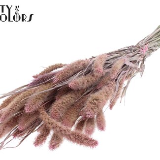 QC Gedroogde Setaria | Kleur: Pearl Roze | Setarea Droogbloemen | Lengte ± 70 centimeter | Gewicht 210 gram | Per bos