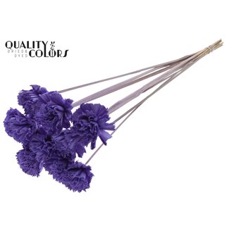 QC Shola Karnish Bloem op stok | Kleur: Milkapaars | Diameter 6 centimeter | Lengte ± 50 centimeter | 10 bijstekers per bos | Per bos