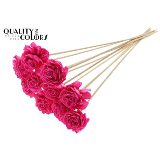 QC Shola Dahlia met was op stok | Kleur: Kerskleurig | Shola Dhalya | Diameter 6 centimeter | Lengte ± 50 centimeter | 10 bijstekers per bos | Per bos