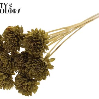 QC Shola Wooden Zinnia on stem | Colour: Olive Green | Shola Zinnia Flower Pick | Flower diameter 6 centimetres | Pick length ± 50 centimetres | 10 picks per bunch