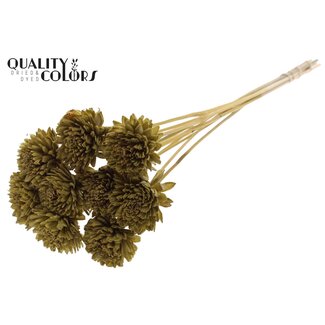 QC Shola Zinnia Bloem op stok | Kleur: Olijfgroen | Shola Zinia | Diameter 6 centimeter | Lengte ± 50 centimeter | 10 bijstekers per bos | Per bos