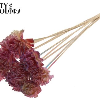 QC Shola Houten Karnish Flower on Stick | Colour: Pink Gradient | Shola Karnish Flower Stick | Flower Diameter 6 centimetres | Stick Length ± 50 centimetres | 10 sticks per bunch