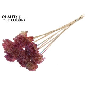 QC Shola Karnish Fleur sur tige | Couleur: Rose dégradé | Diamètre 6 centimeter | Longueur ± 50 centimeter | 10 piques supplémentaires par bouquet | Par bouquet