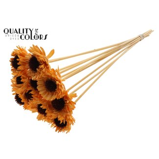 QC Shola Madelief Zonnebloem op stok | Kleur: Abrikooskleurig | Shola Daisy Sunflower | Diameter 6 centimeter | Lengte ± 50 centimeter | 10 bijstekers per bos | Per bos